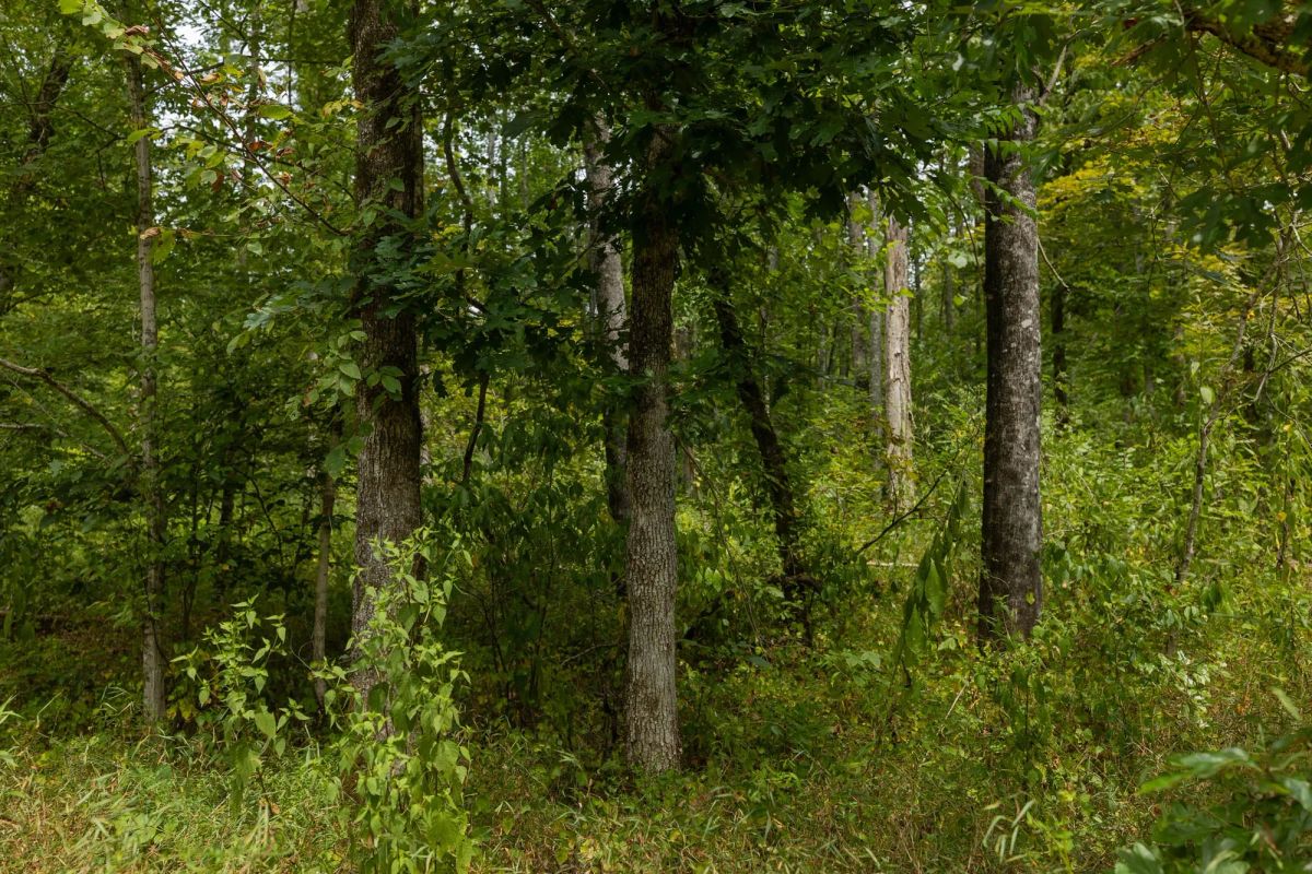 Decorative background for Big White Oak Tract 149 image 9