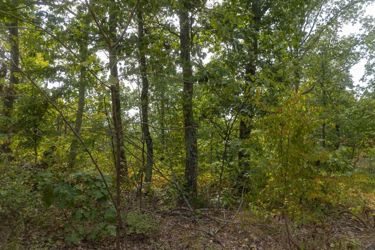 Decorative background for Big White Oak Tract 149 image 10