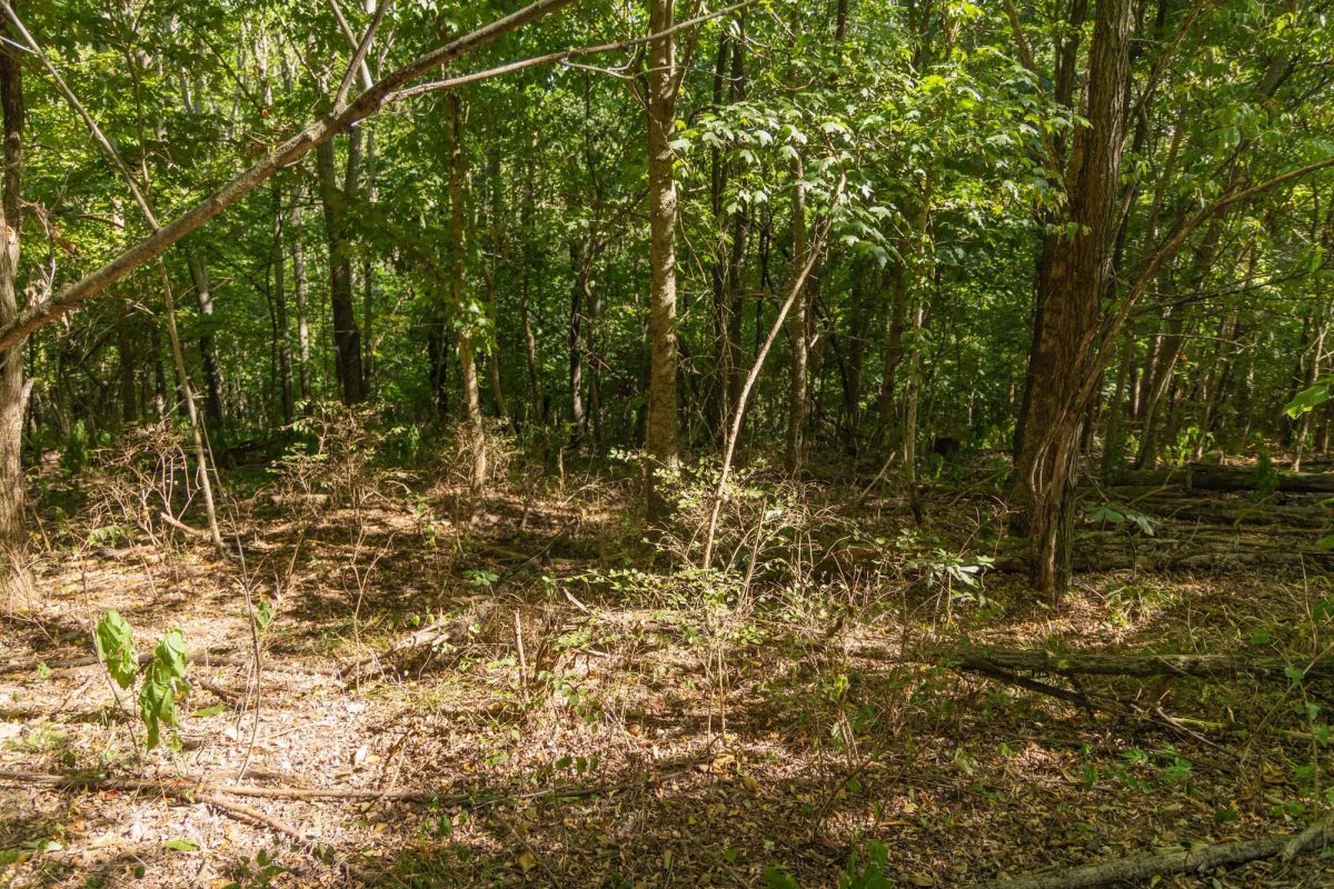 Decorative background for Big White Oak Tract 149 image 11
