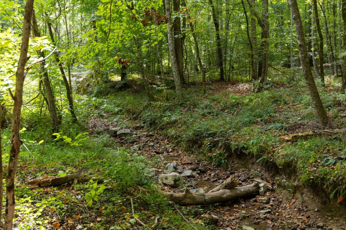 Decorative background for Big White Oak Tract 149 image 13