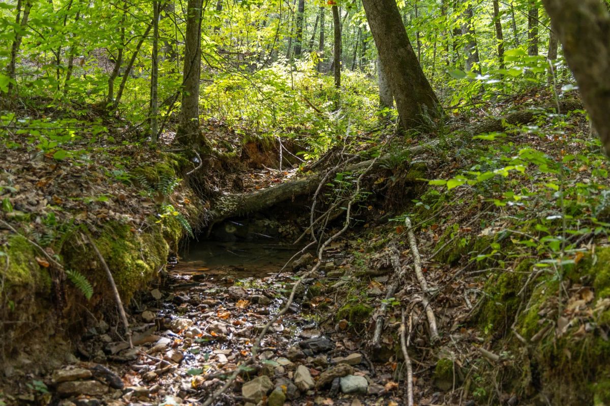 Decorative background for Big White Oak Tract 149 image 14