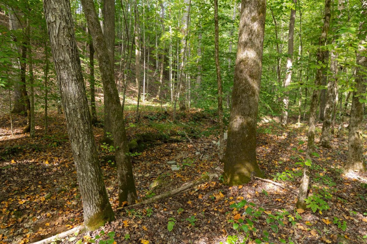 Decorative background for Big White Oak Tract 149 image 15