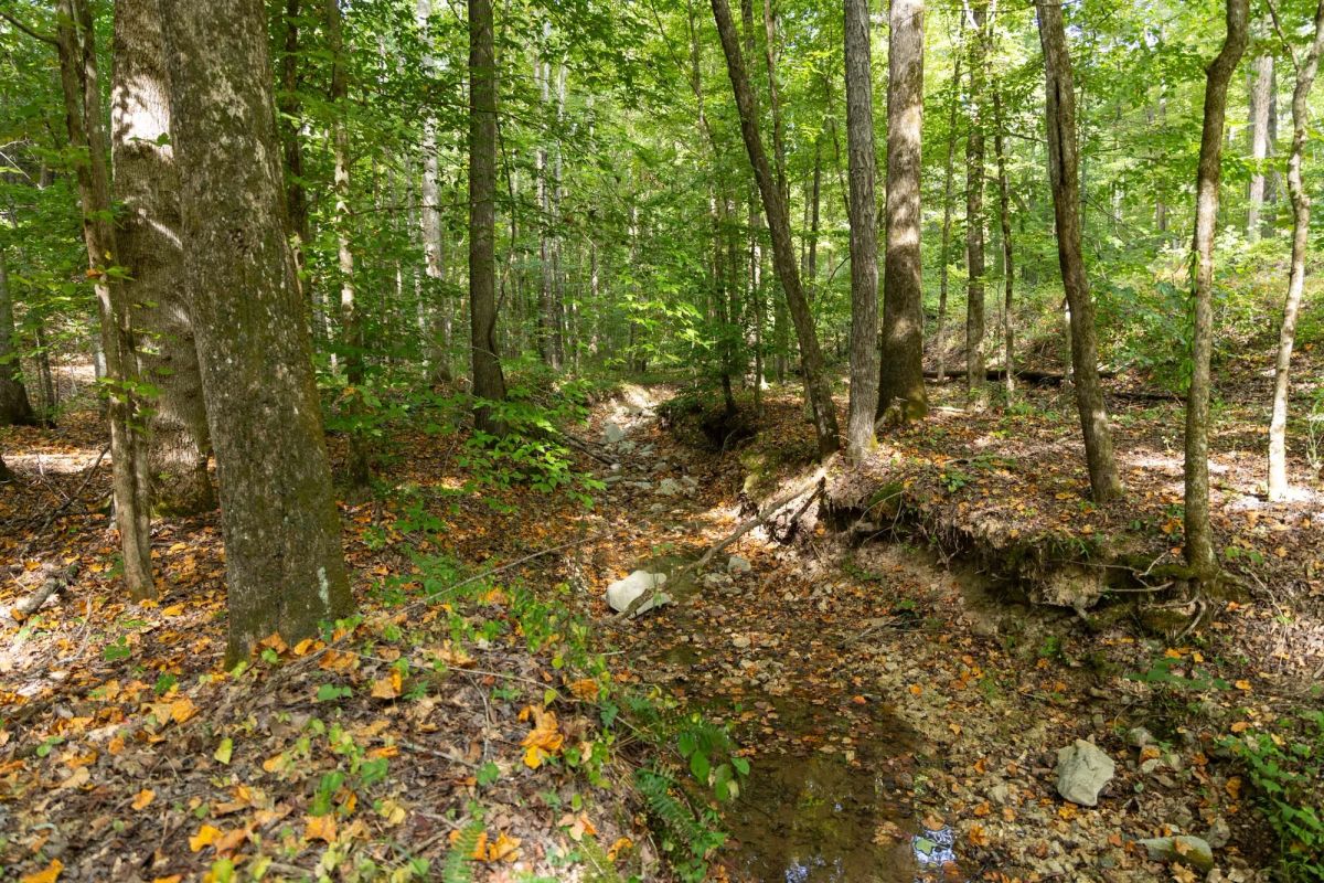 Decorative background for Big White Oak Tract 149 image 16
