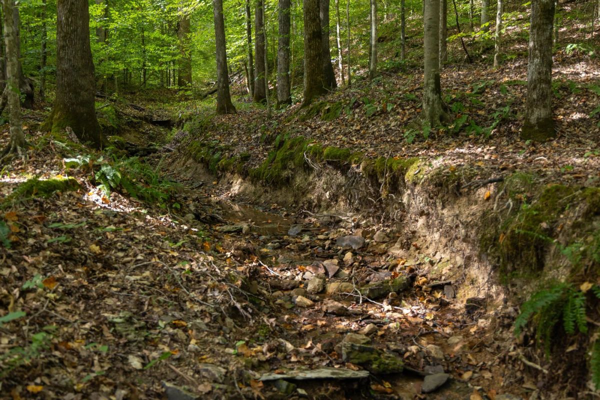 Decorative background for Big White Oak Tract 149 image 17