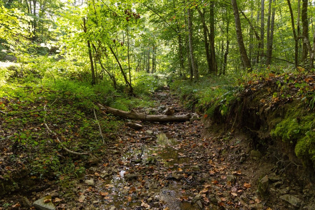 Decorative background for Big White Oak Tract 149 image 18