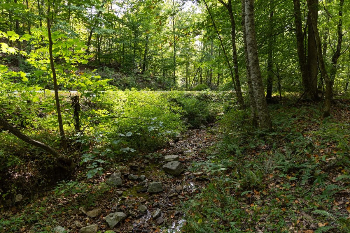 Decorative background for Big White Oak Tract 149 image 19