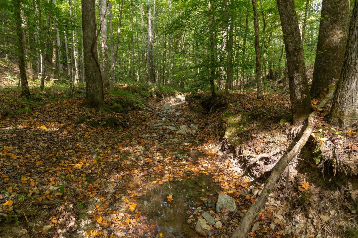 Decorative background for Big White Oak Tract 149 image 21