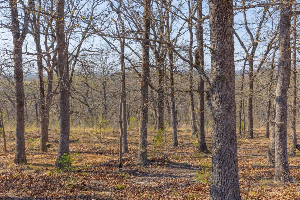 JLH Estates Tract 13 - Image 3