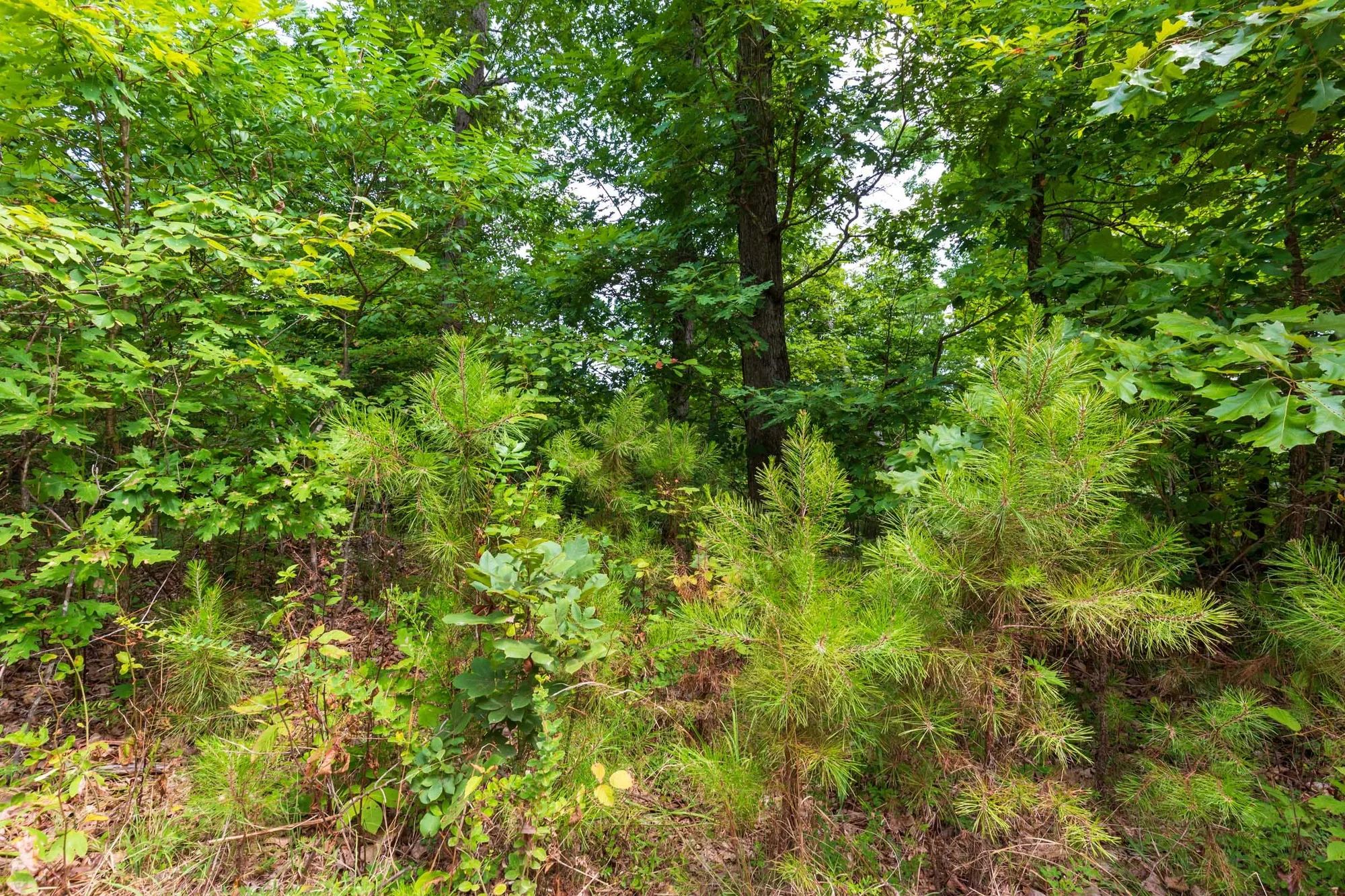 Cypress Ridge Tract 21 in Reynolds County, MO
