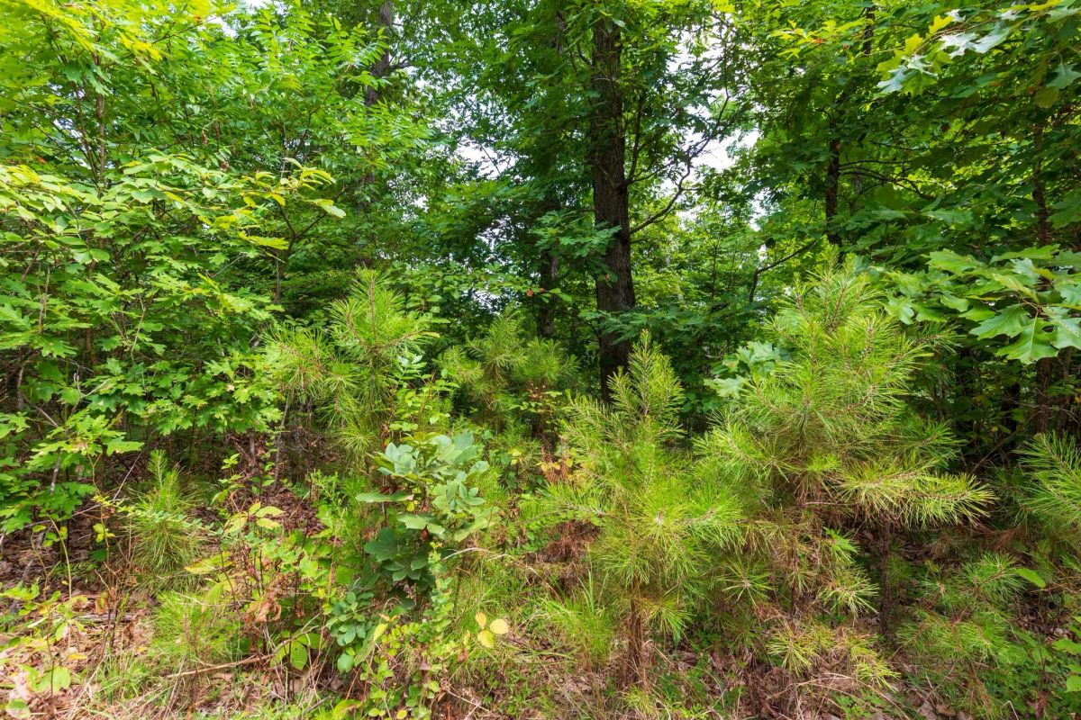Cypress Ridge Tract 21 - Image 2