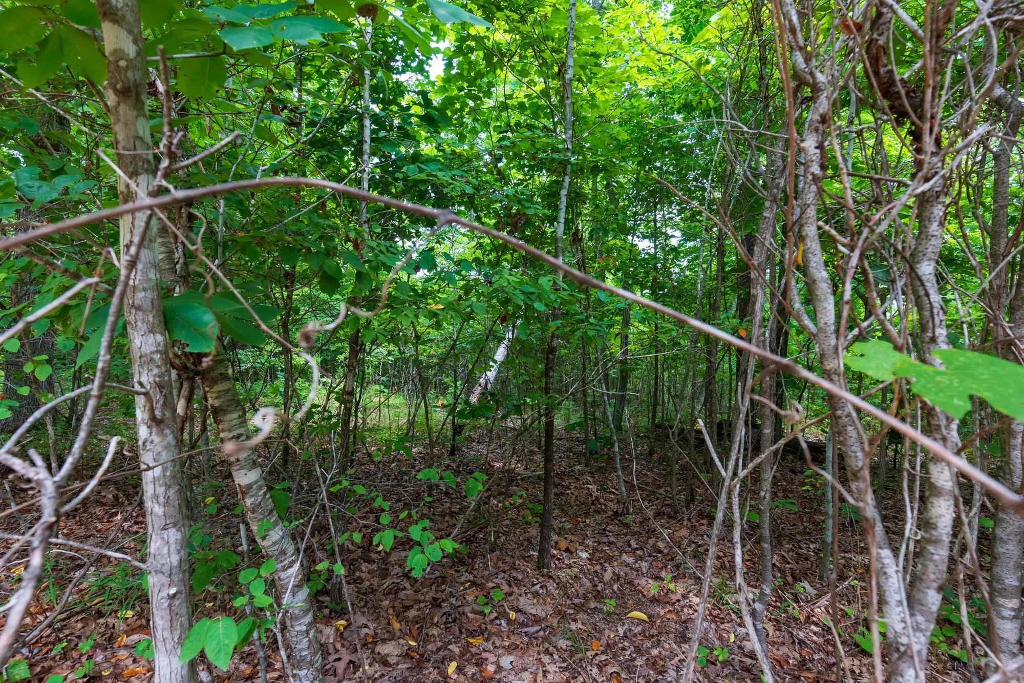 Cypress Ridge Tract 21 in Reynolds County, MO