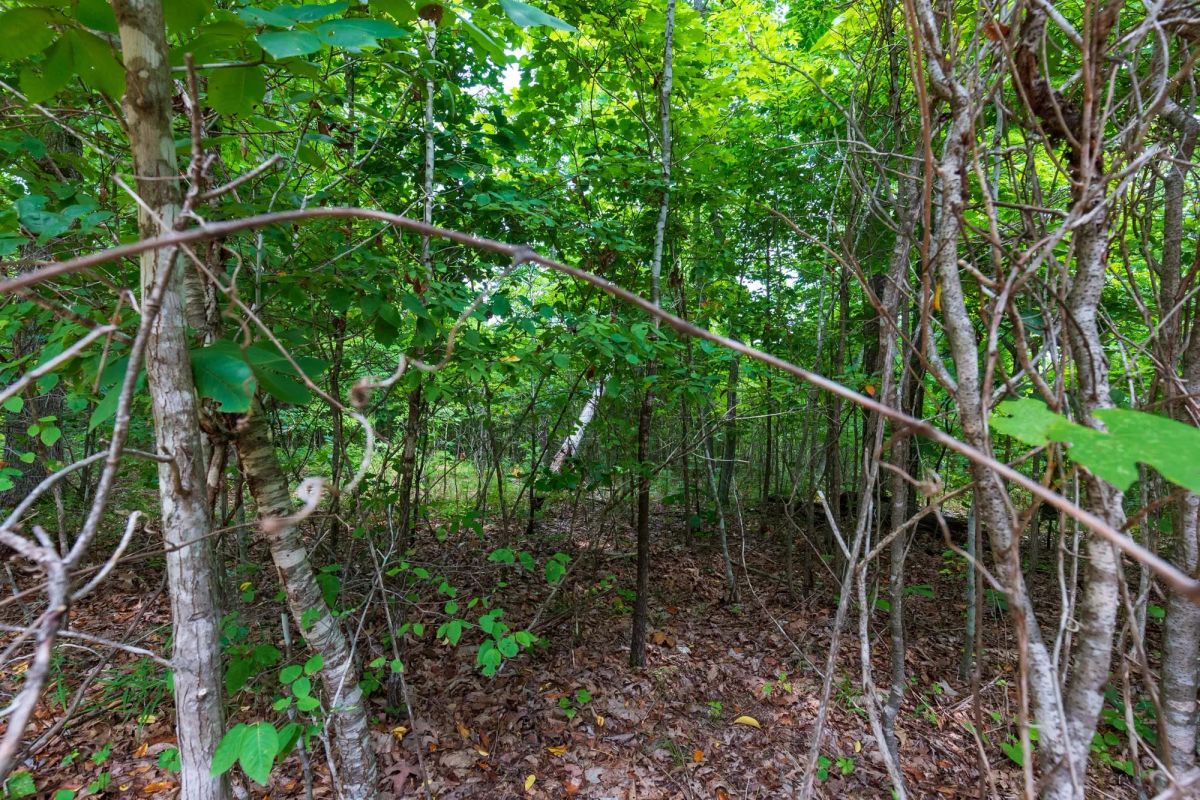 Cypress Ridge Tract 21 - Image 3