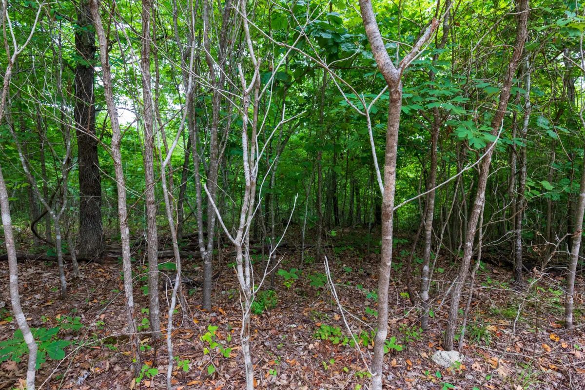 Cypress Ridge Tract 21 - Image 4