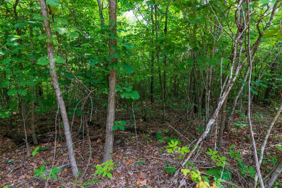 Decorative background for Cypress Ridge Tract 21 image 5