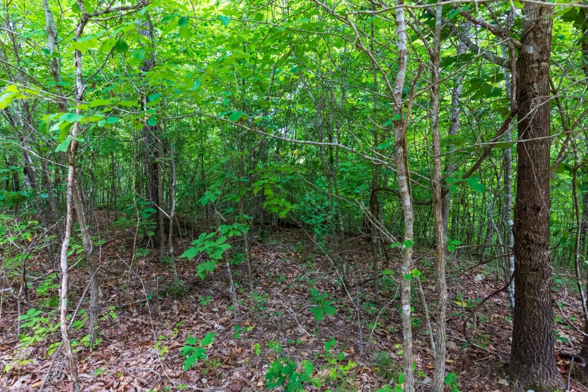 Decorative background for Cypress Ridge Tract 21 image 6
