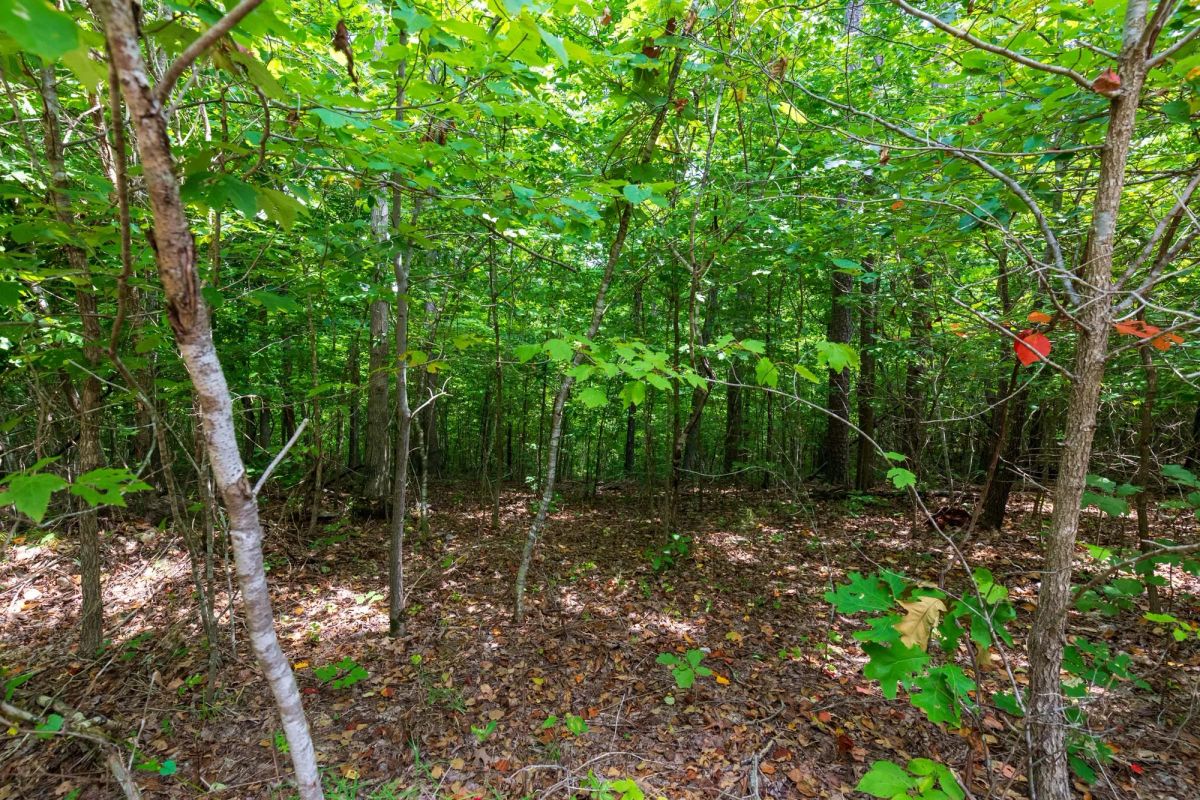 Decorative background for Cypress Ridge Tract 21 image 7