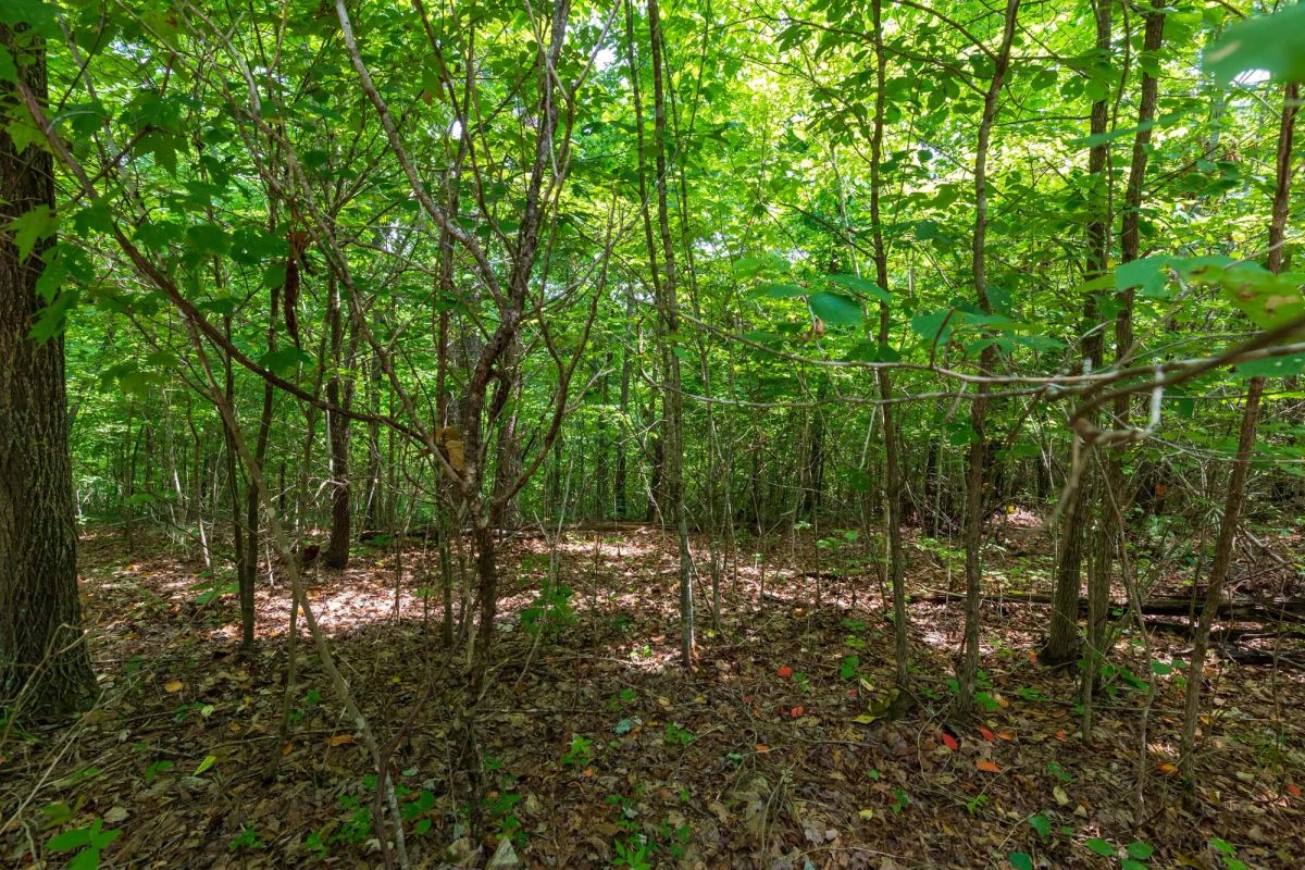 Decorative background for Cypress Ridge Tract 21 image 9