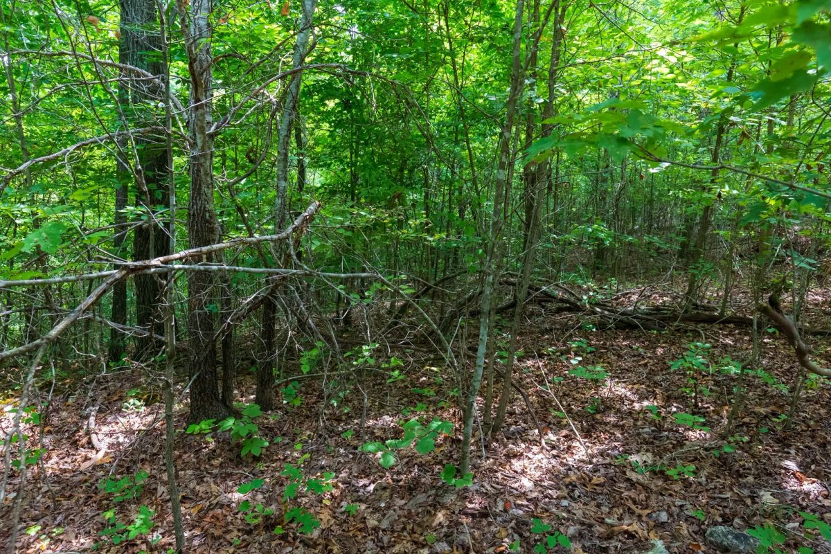 Decorative background for Cypress Ridge Tract 21 image 10