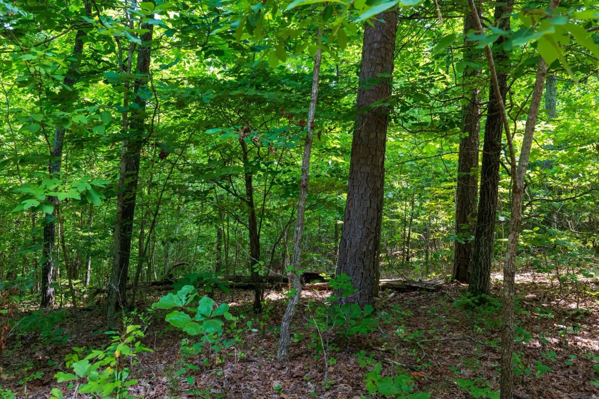 Decorative background for Cypress Ridge Tract 21 image 11