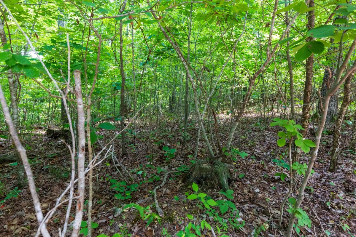 Decorative background for Cypress Ridge Tract 21 image 12