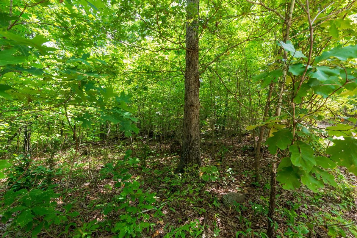 Decorative background for Cypress Ridge Tract 21 image 13