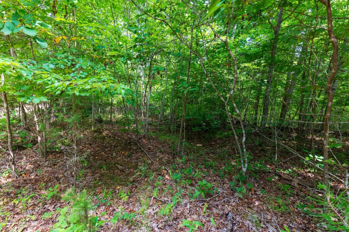 Decorative background for Cypress Ridge Tract 21 image 14