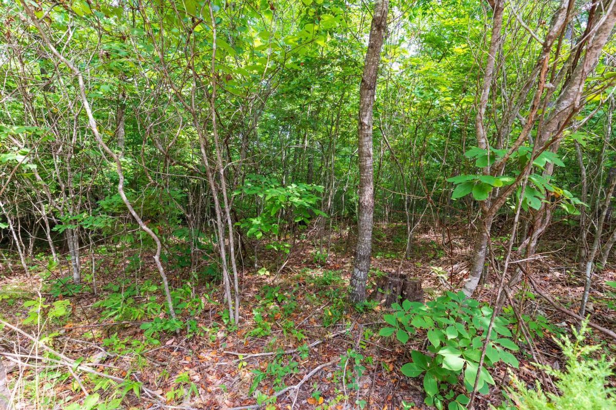 Decorative background for Cypress Ridge Tract 21 image 15
