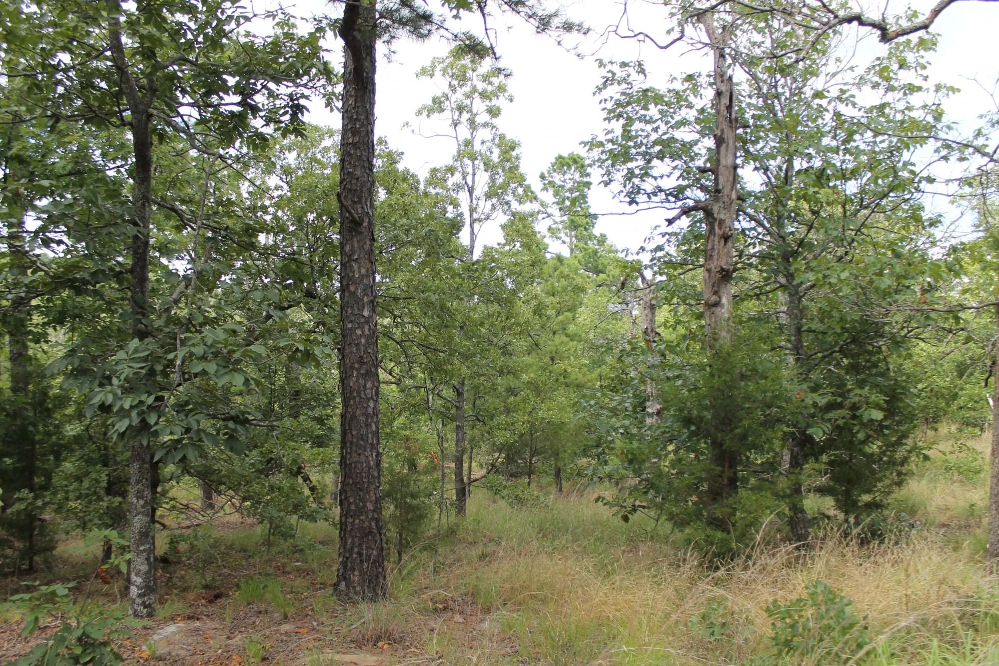 Trophy Ridge Phase III Tract 10 in Pushmataha County, OK