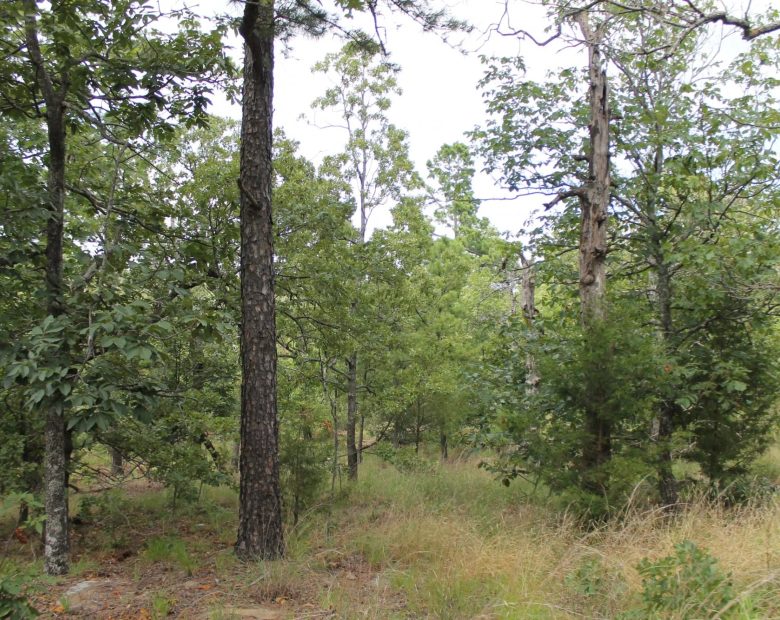 Trophy Ridge Phase III Tract 10 in Pushmataha County, OK