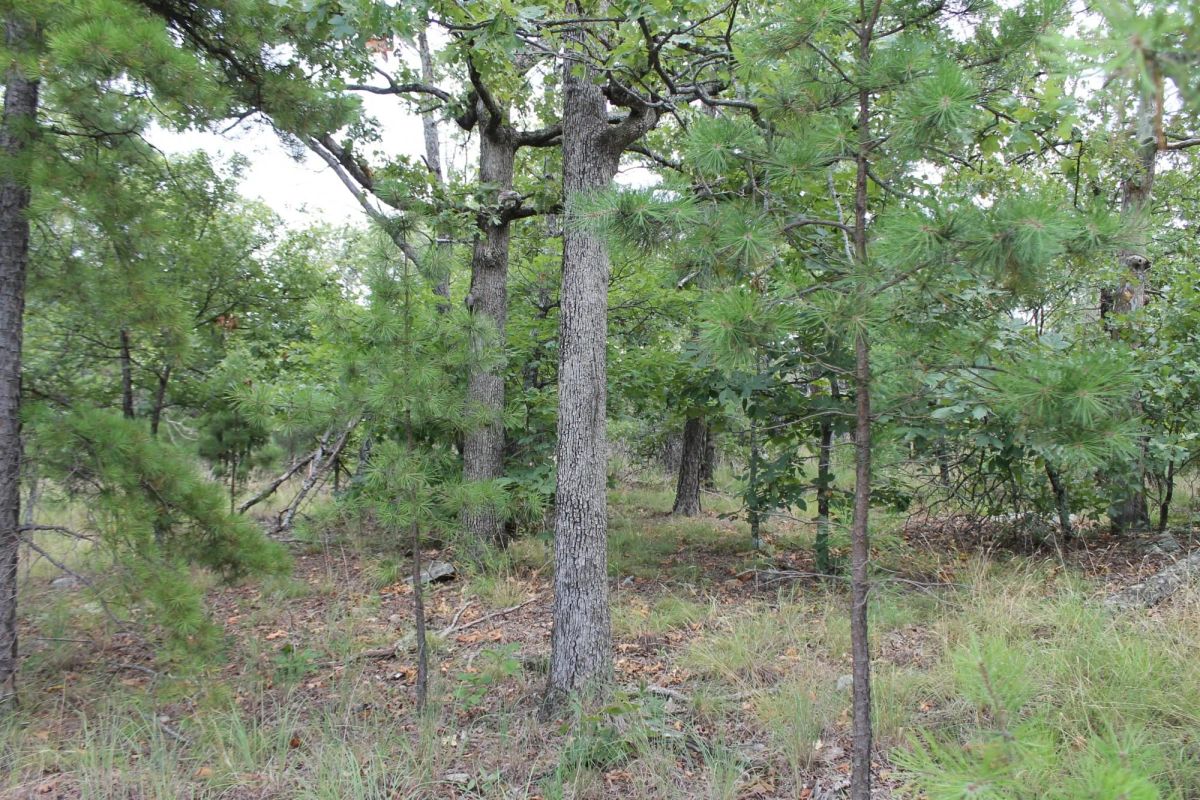 Trophy Ridge Phase III Tract 10 - Image 3