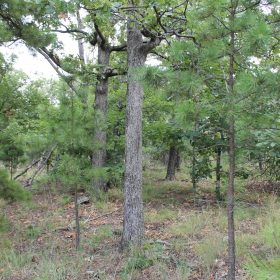 Trophy Ridge Phase III Tract 10 in Pushmataha County, OK