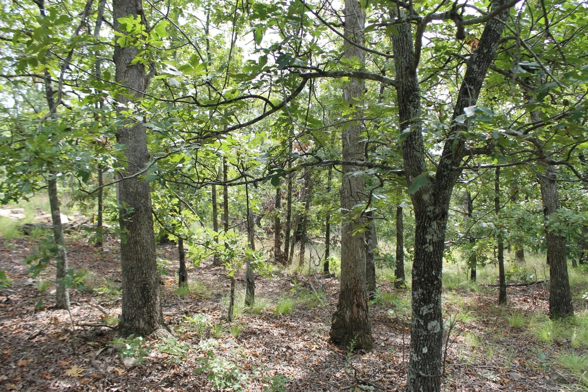 Trophy Ridge Phase III Tract 10 in Pushmataha County, OK