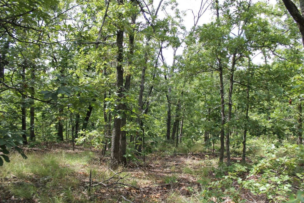Decorative background for Trophy Ridge Phase III Tract 10 image 5
