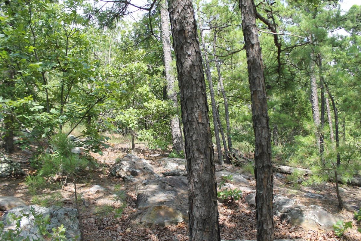 Decorative background for Trophy Ridge Phase III Tract 10 image 6
