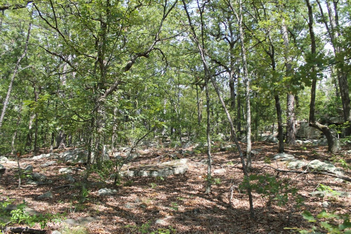 Decorative background for Trophy Ridge Phase III Tract 10 image 9
