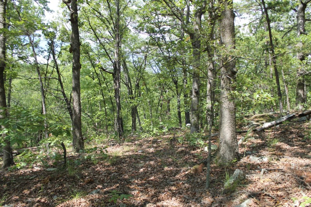 Decorative background for Trophy Ridge Phase III Tract 10 image 10