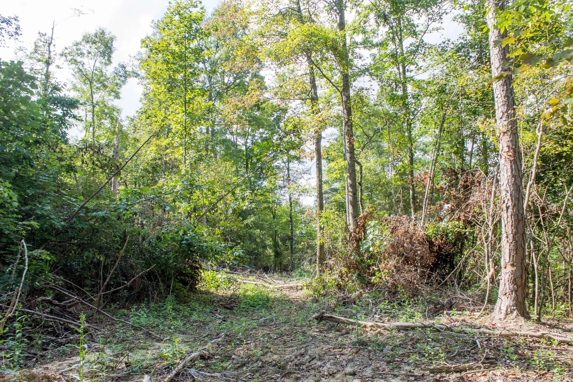 Buck Run Ridge Tract 17 in Wayne County, KY