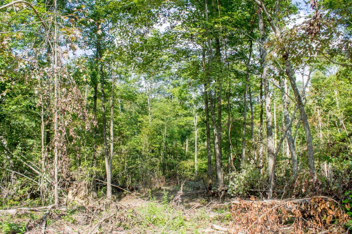 Buck Run Ridge Tract 17 - Image 3