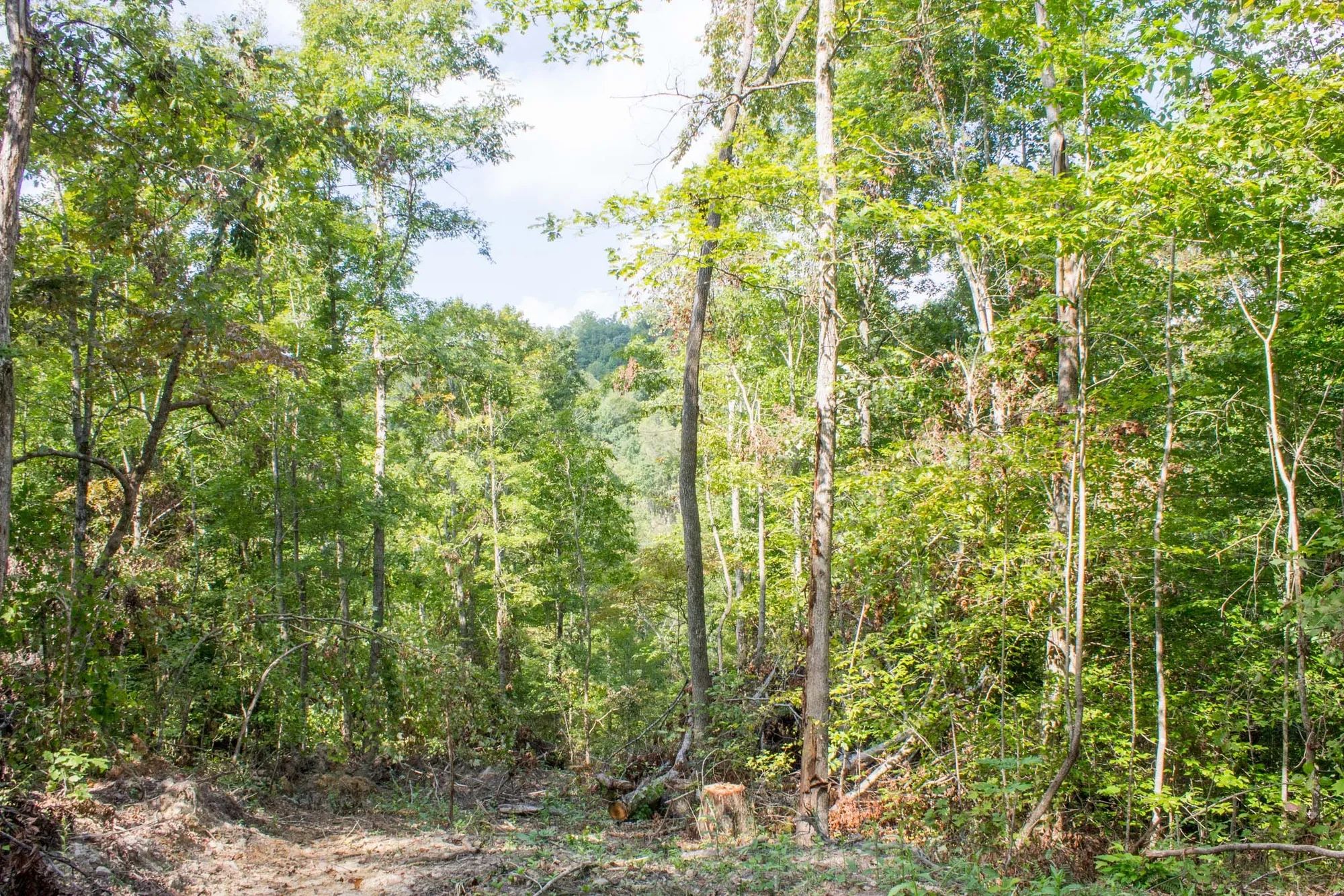 Buck Run Ridge Tract 17 in Wayne County, KY