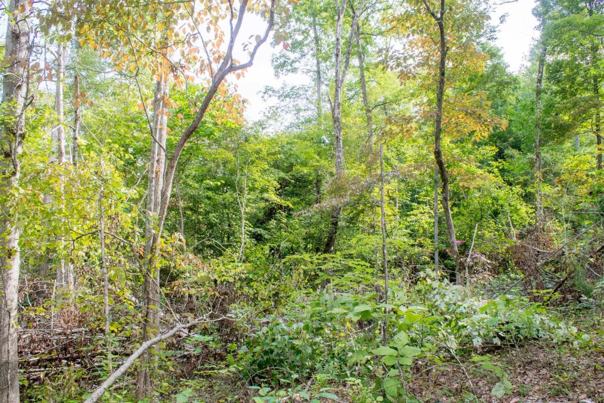 Decorative background for Buck Run Ridge Tract 17 image 5