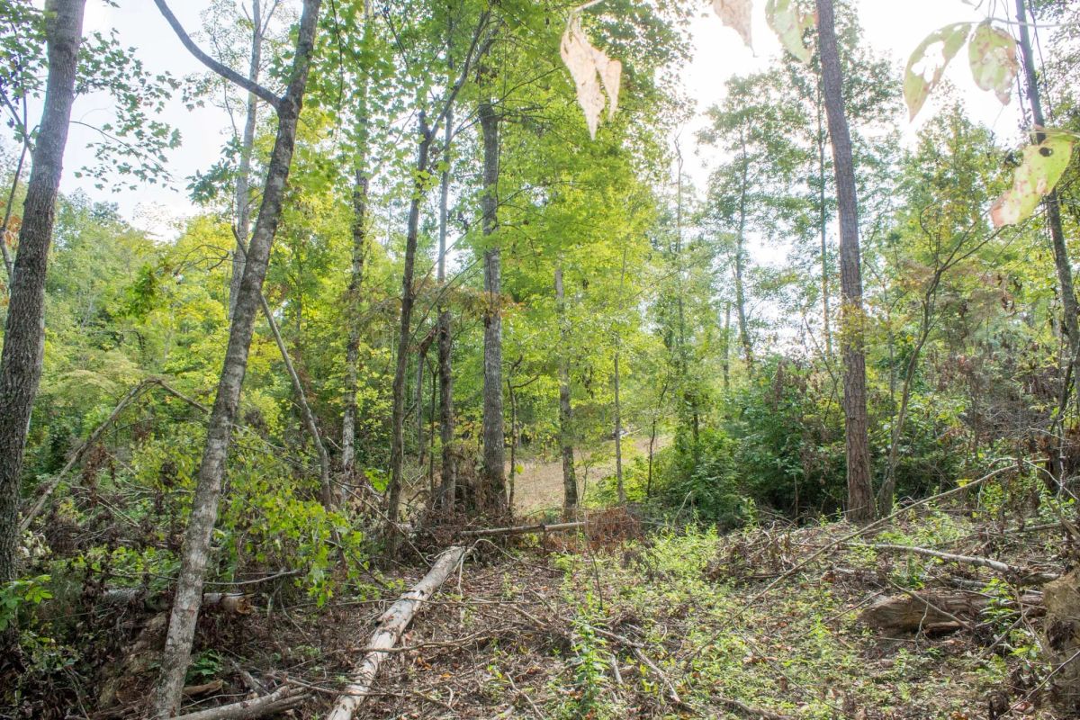 Decorative background for Buck Run Ridge Tract 17 image 6