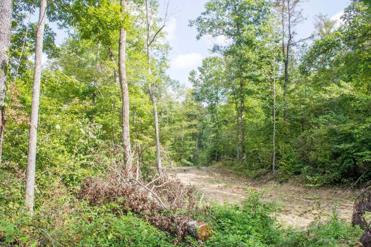 Decorative background for Buck Run Ridge Tract 17 image 7