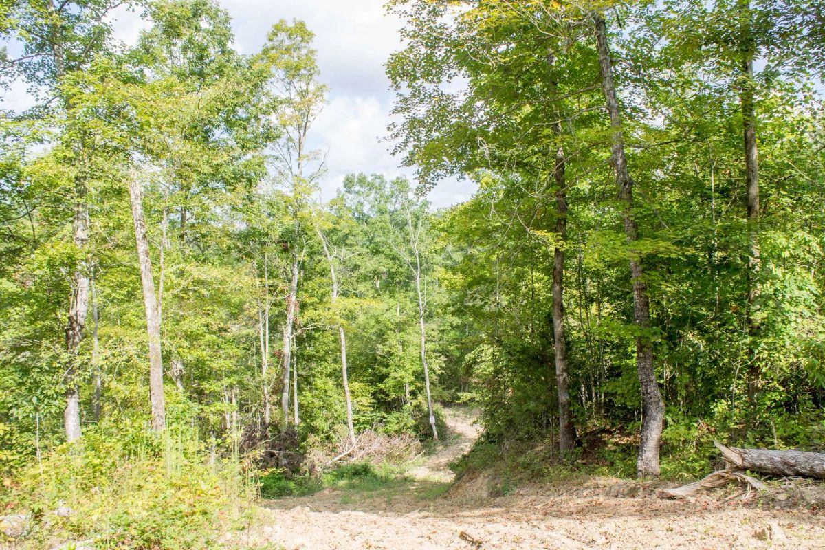 Decorative background for Buck Run Ridge Tract 17 image 8
