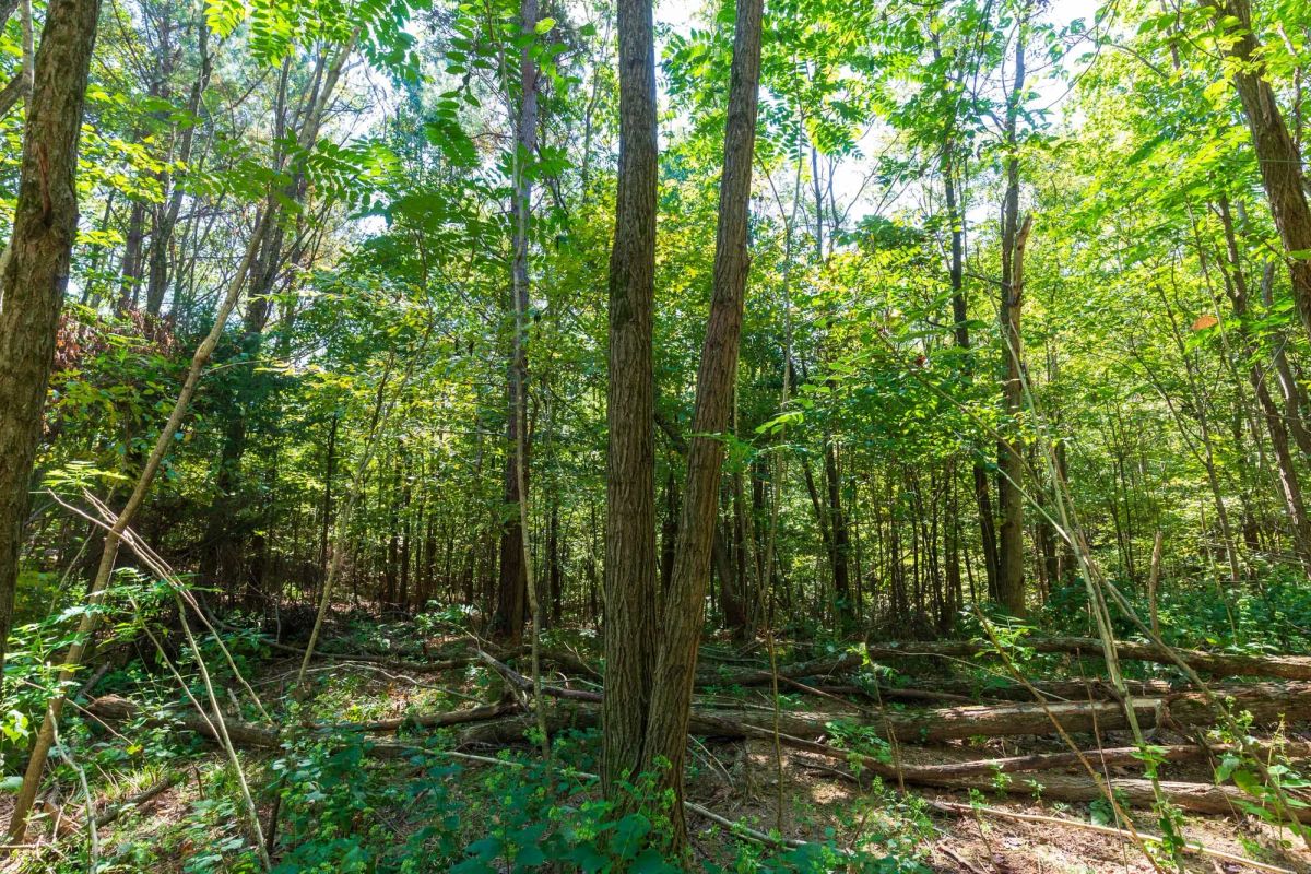 Redemption Ridge Tract 12 - Image 2