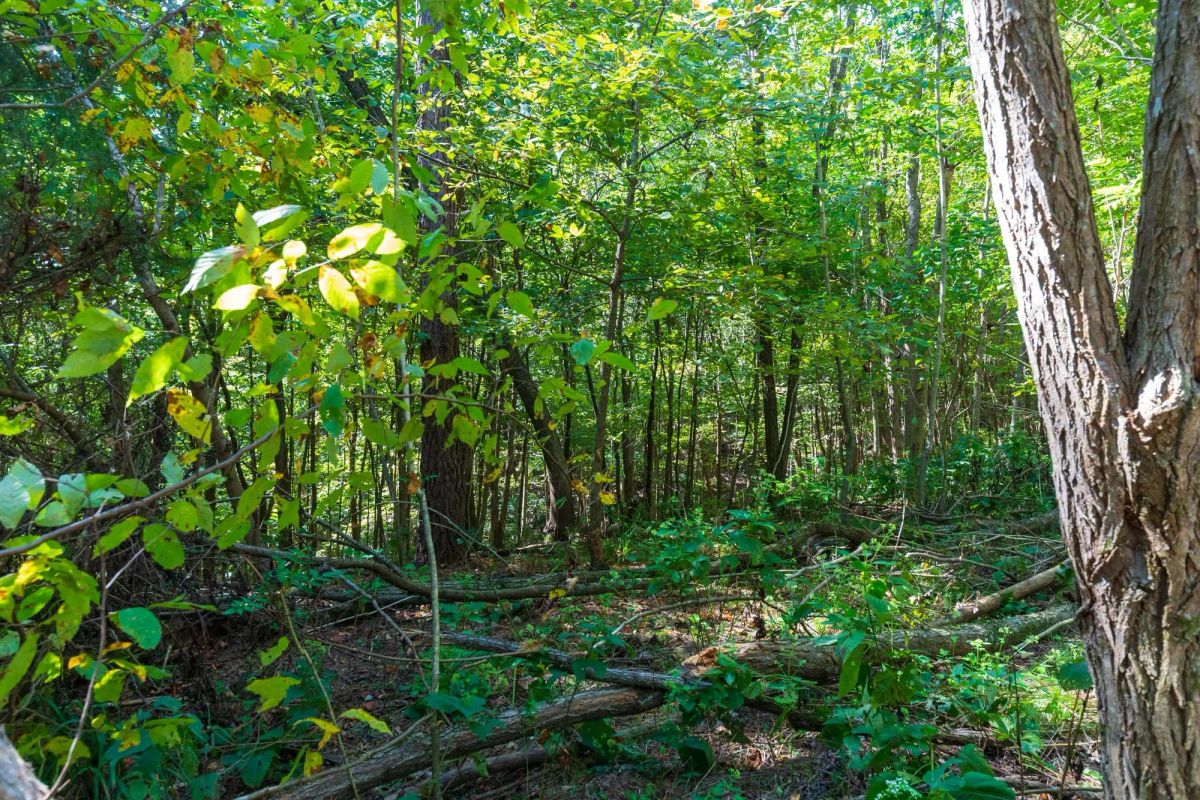 Redemption Ridge Tract 12 - Image 3