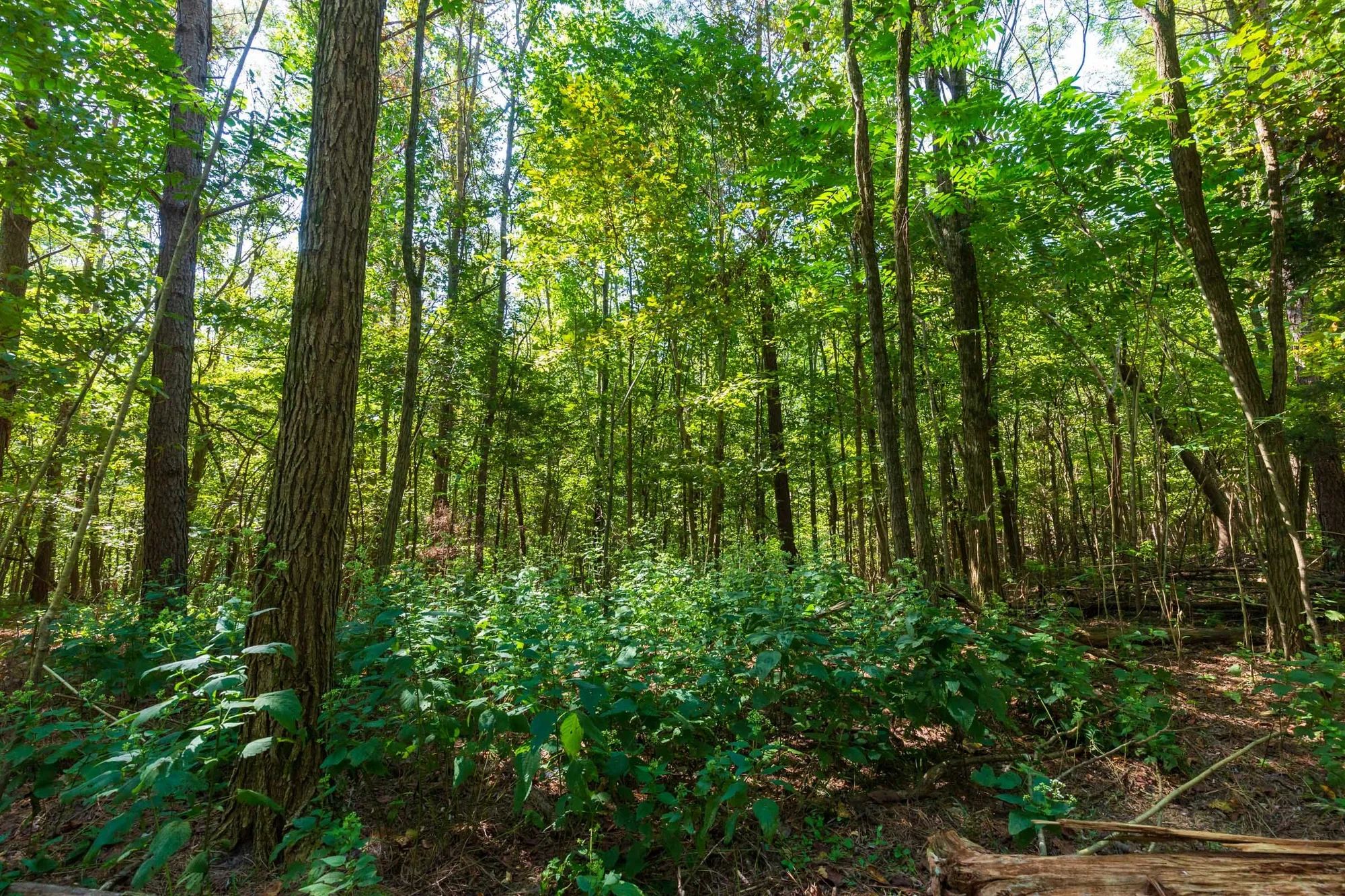 Redemption Ridge Tract 12 in Wayne County, TN