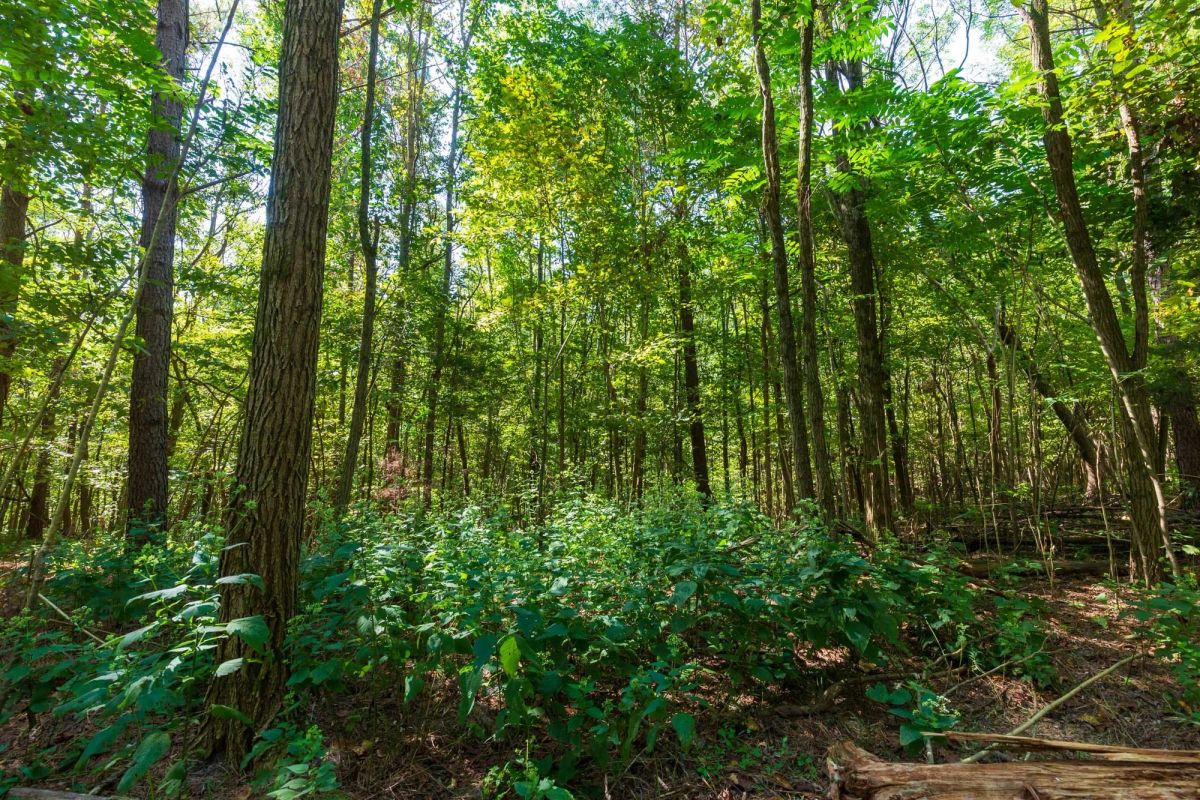 Redemption Ridge Tract 12 - Image 4