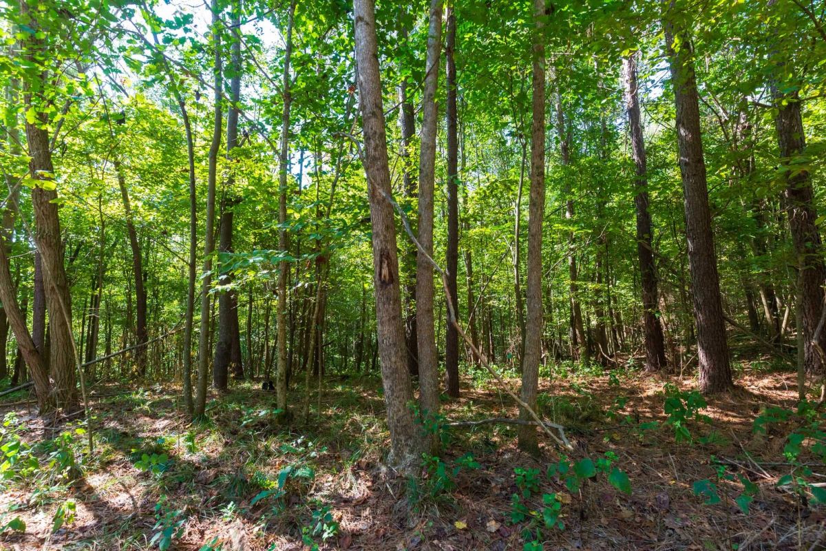 Decorative background for Redemption Ridge Tract 12 image 6