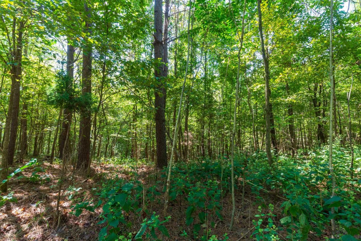 Decorative background for Redemption Ridge Tract 12 image 7
