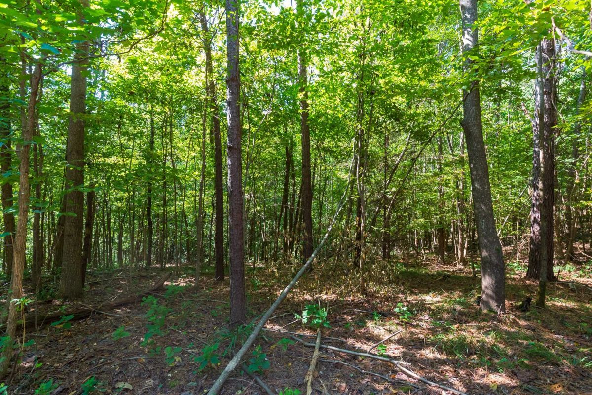 Decorative background for Redemption Ridge Tract 12 image 8